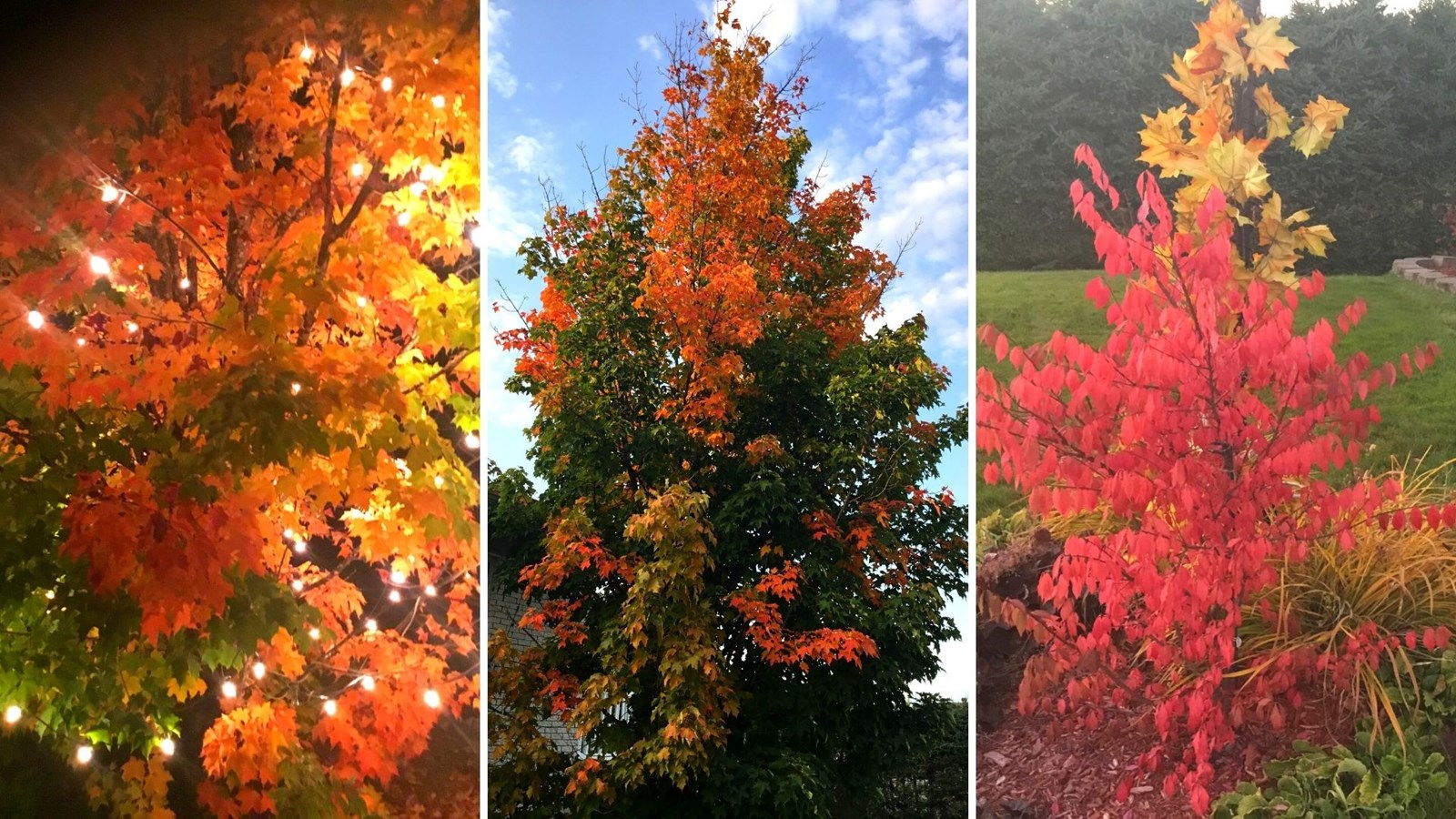 Captez-nous en photos la belle saison des couleurs — GALERIE 1