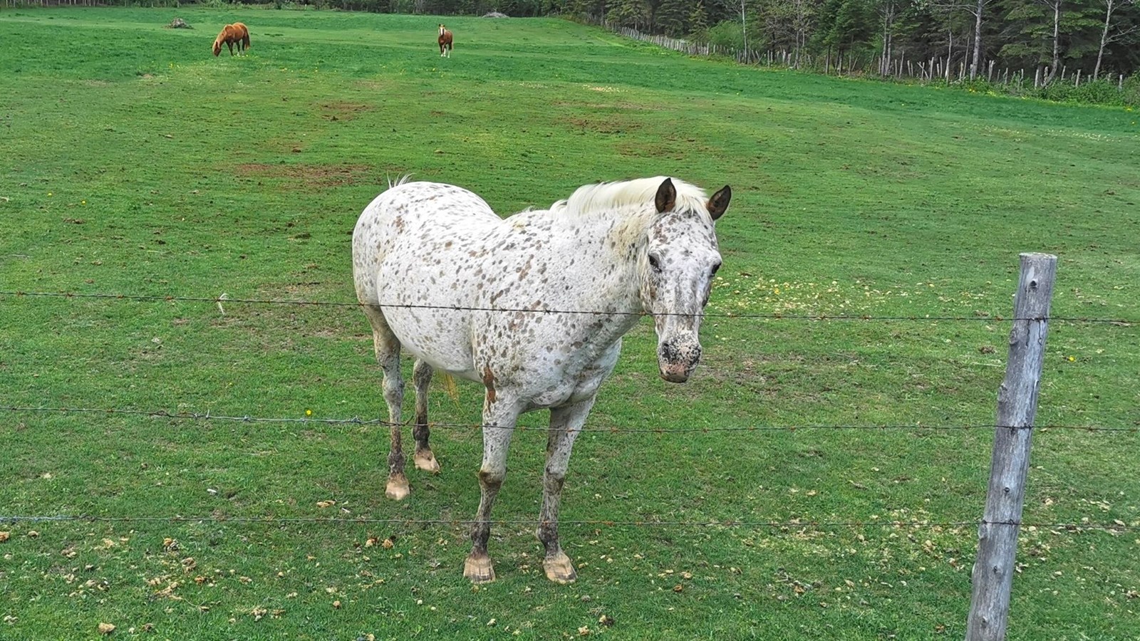 Cette photo sert d'illustration, ce n'est pas le cheval visé.