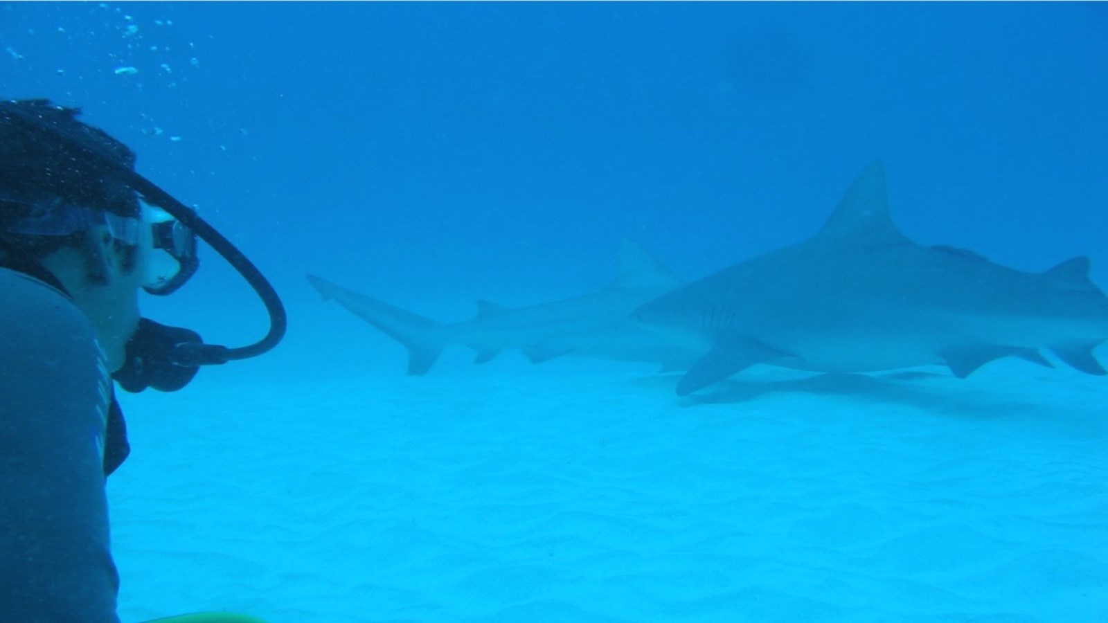 Jean Pierre Lessard nage avec des requins-bouledogue au Mexique