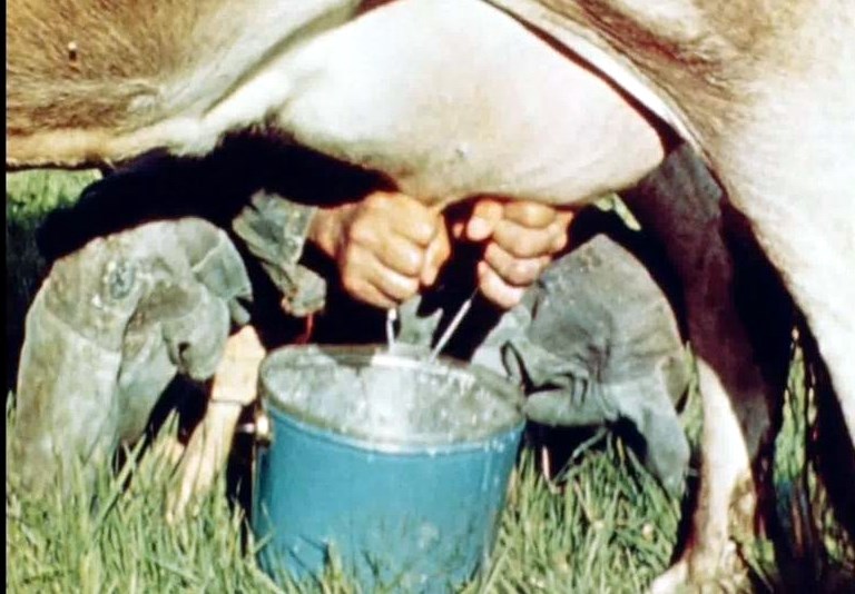 Normand DeLessard présente un documentaire sur la production du lait en 1948