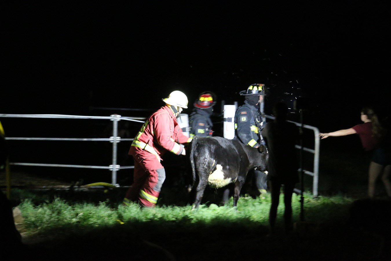 Ferme laitière rasée par les flammes: la majorité des animaux ont été sauvés
