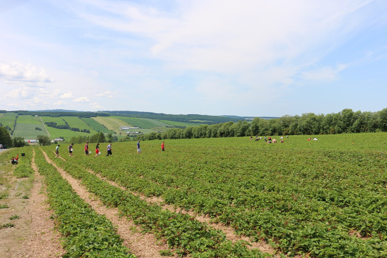 Aux fruits de la colline, Sainte-Marie