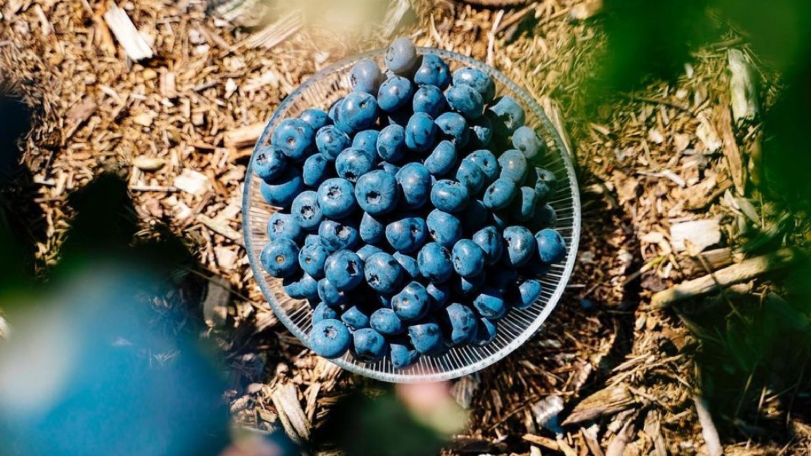 Bleuetière Marland