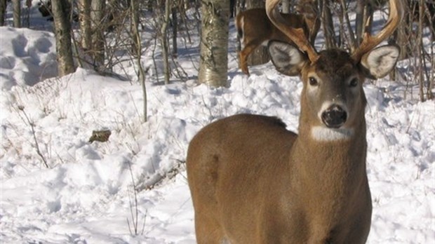 Une table de concertation sur la protection des cerfs mâles de la Beauce