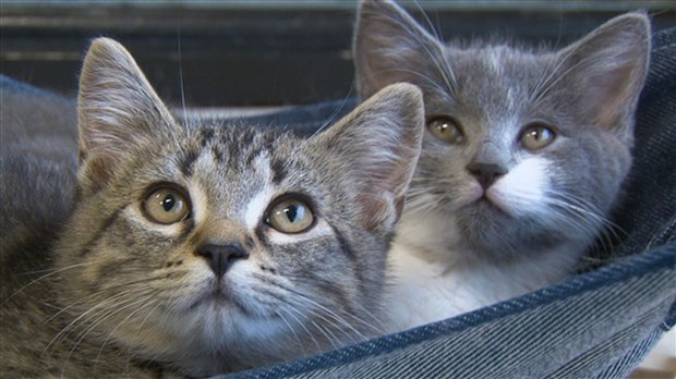 SPA Beauce-Etchemin : les chats ont besoin de pâtés