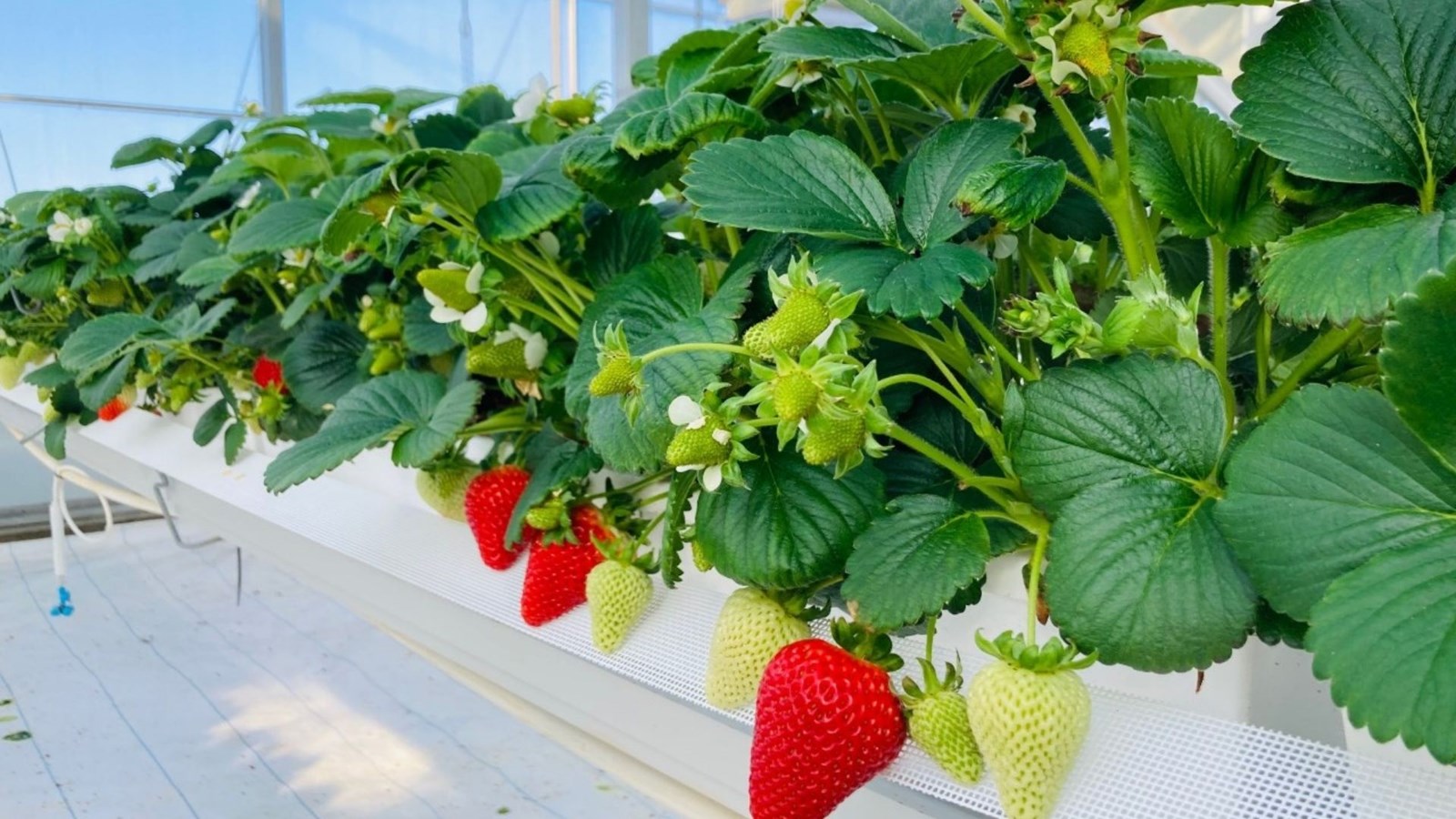 Des fraises produites à l'année à Sainte-Marie : un succès époustouflant