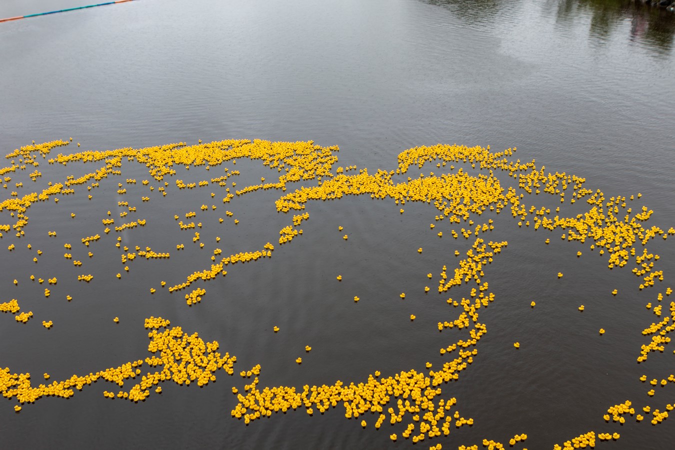 La Grande course des petits canards récolte plus de 21 000$