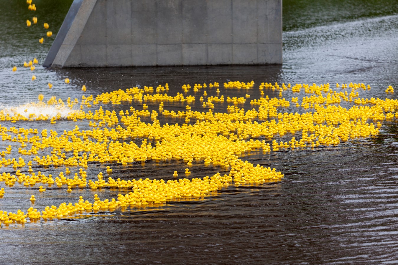 La Grande course des petits canards récolte plus de 21 000$