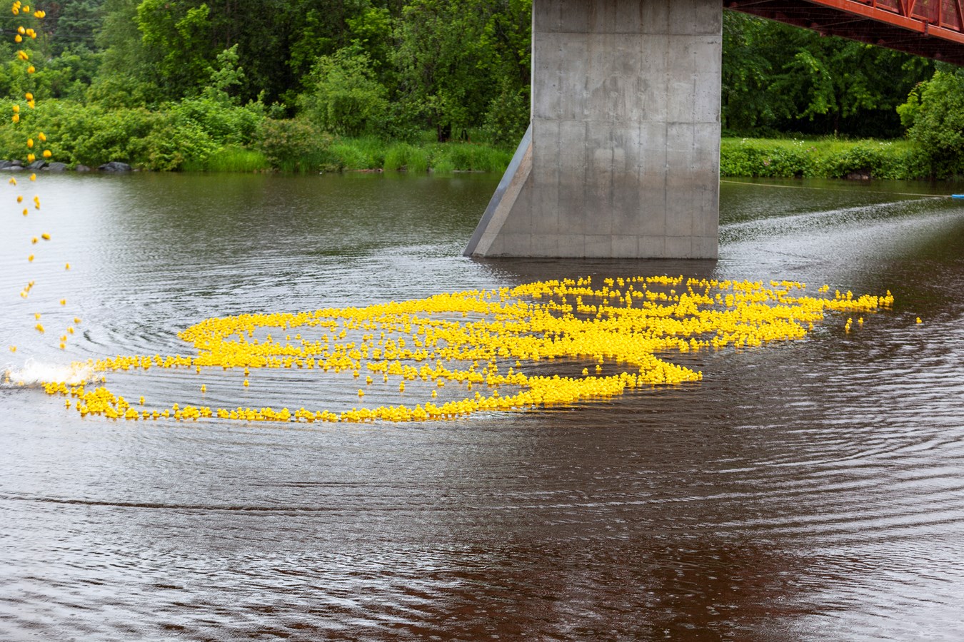 La Grande course des petits canards récolte plus de 21 000$