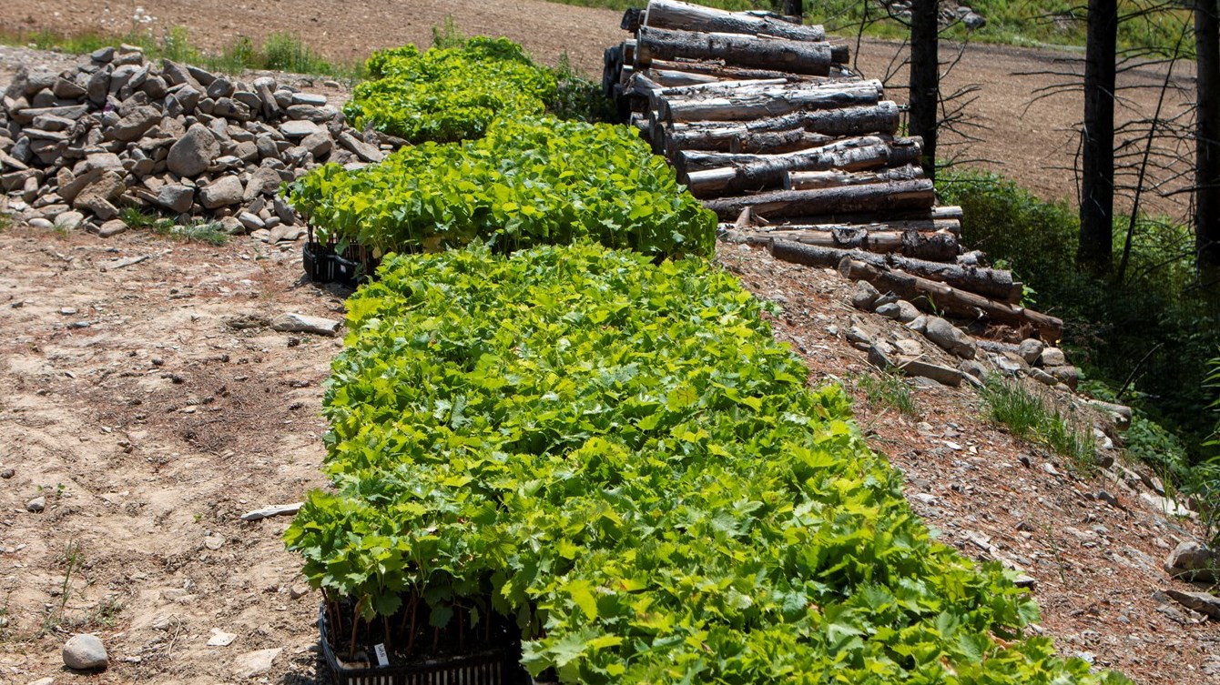 Le Domaine La Vieille Grange plante ses premières vignes