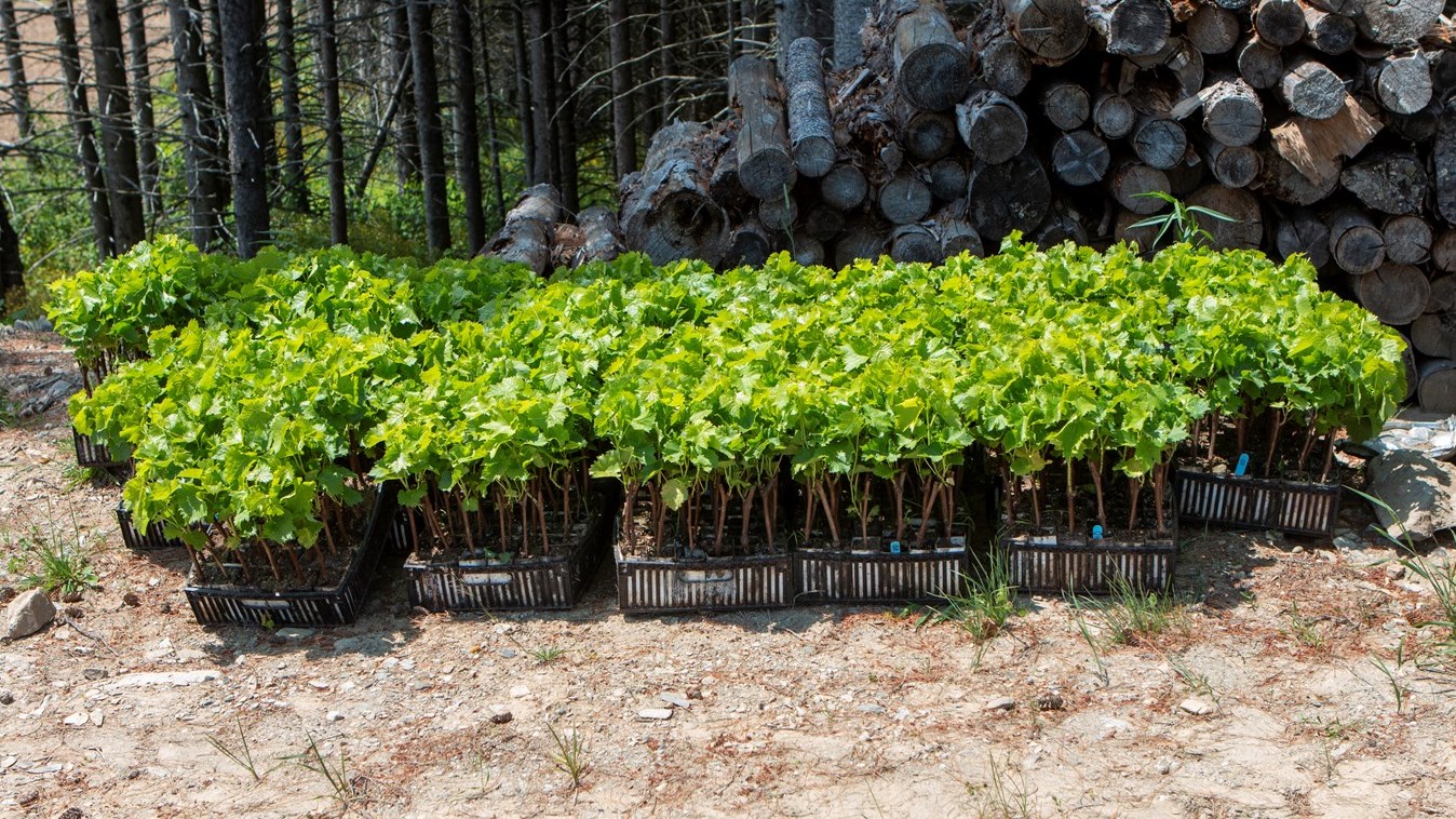 Le Domaine La Vieille Grange plante ses premières vignes