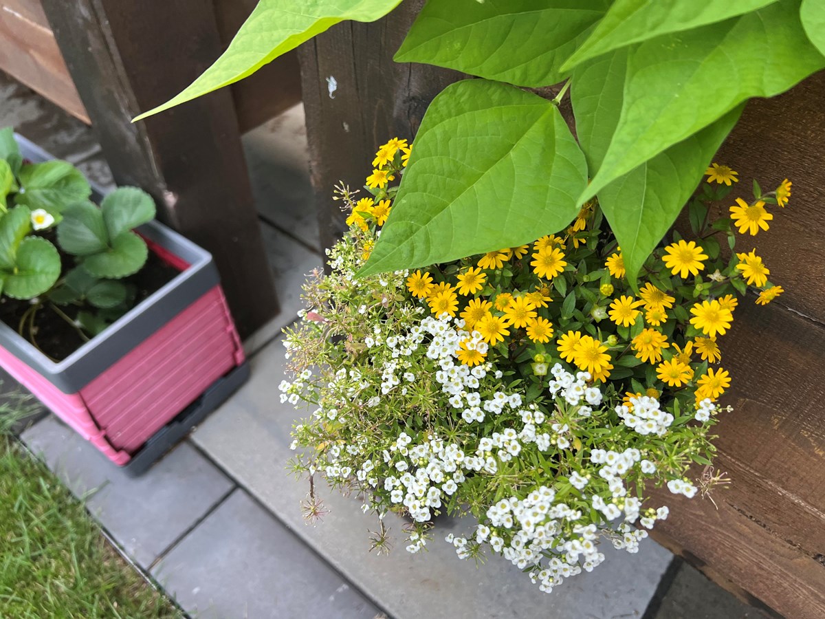 Appel photo: vos jardins et vos fleurs