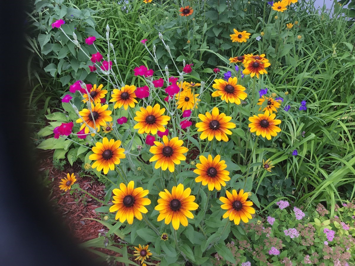 Galerie 1: vos jardins et vos fleurs