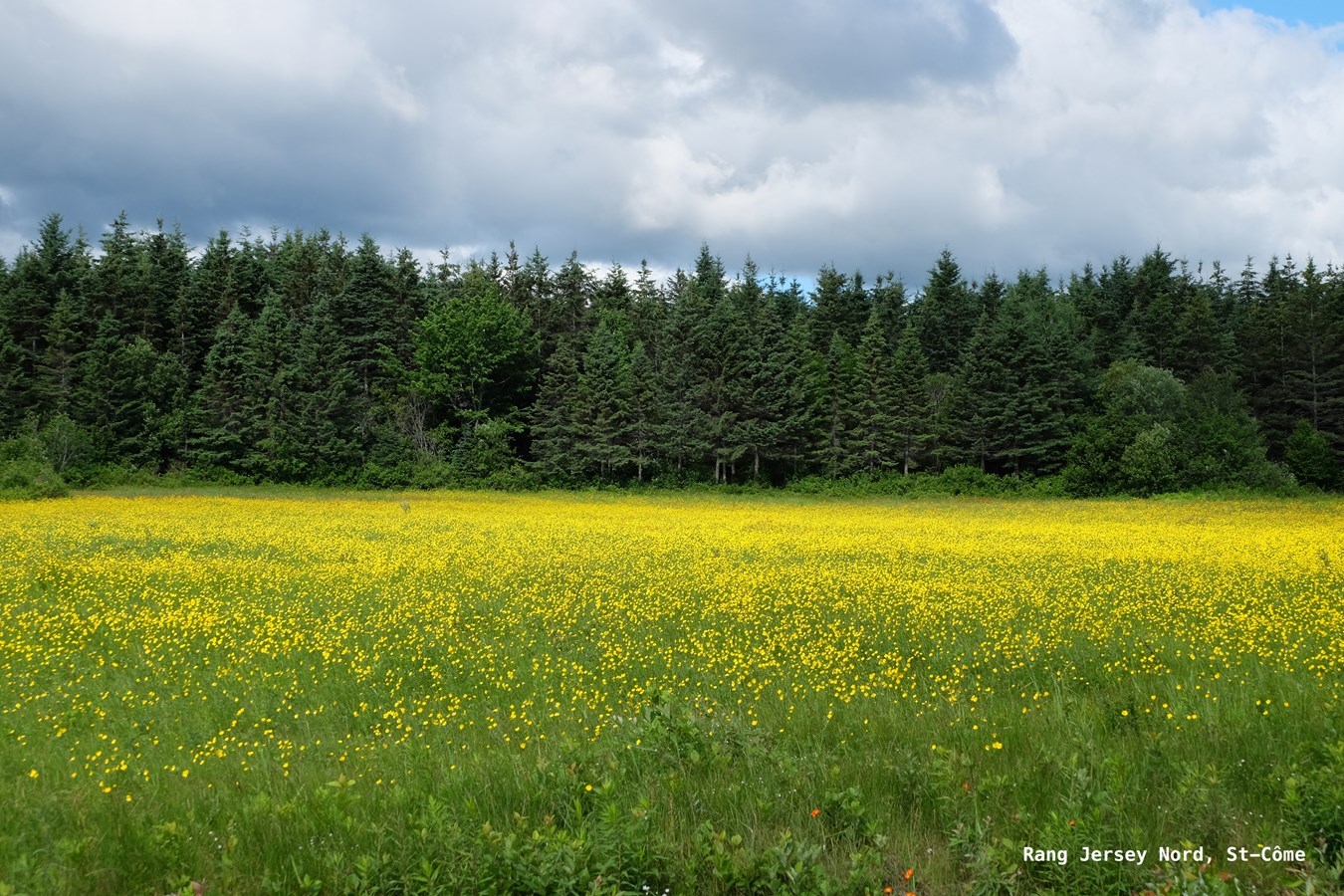Galerie 3: la Beauce en été