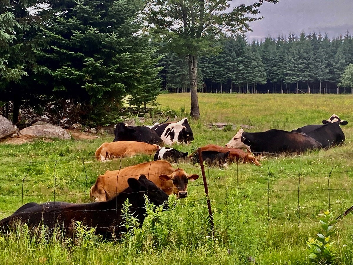 Des images de l'été en Beauce