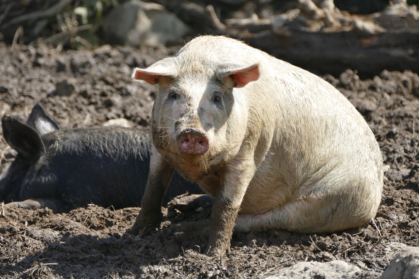 « Viande d'Autrefois » : vers un élevage porcin écoresponsable en Beauce