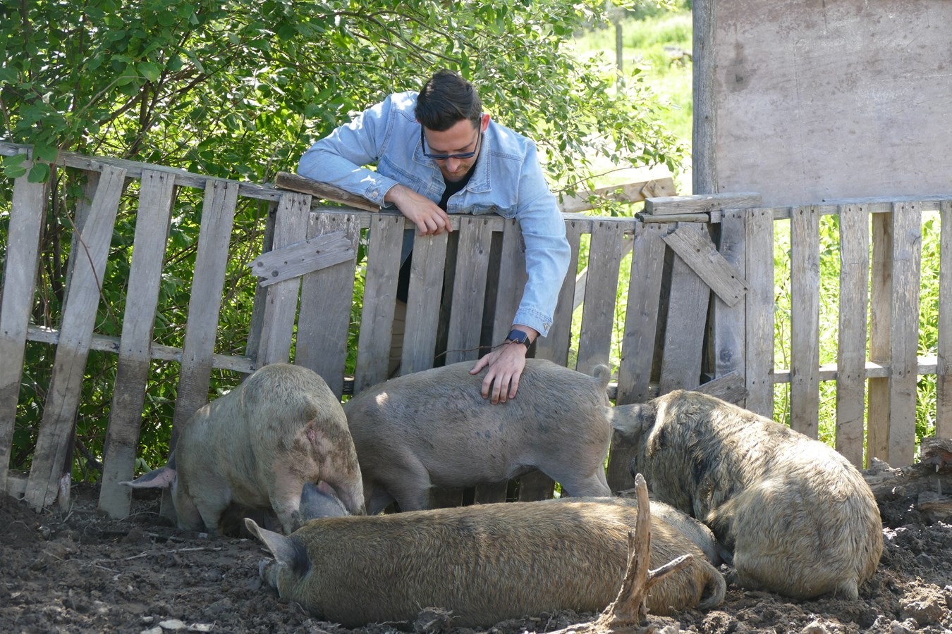 « Viande d'Autrefois » : vers un élevage porcin écoresponsable en Beauce