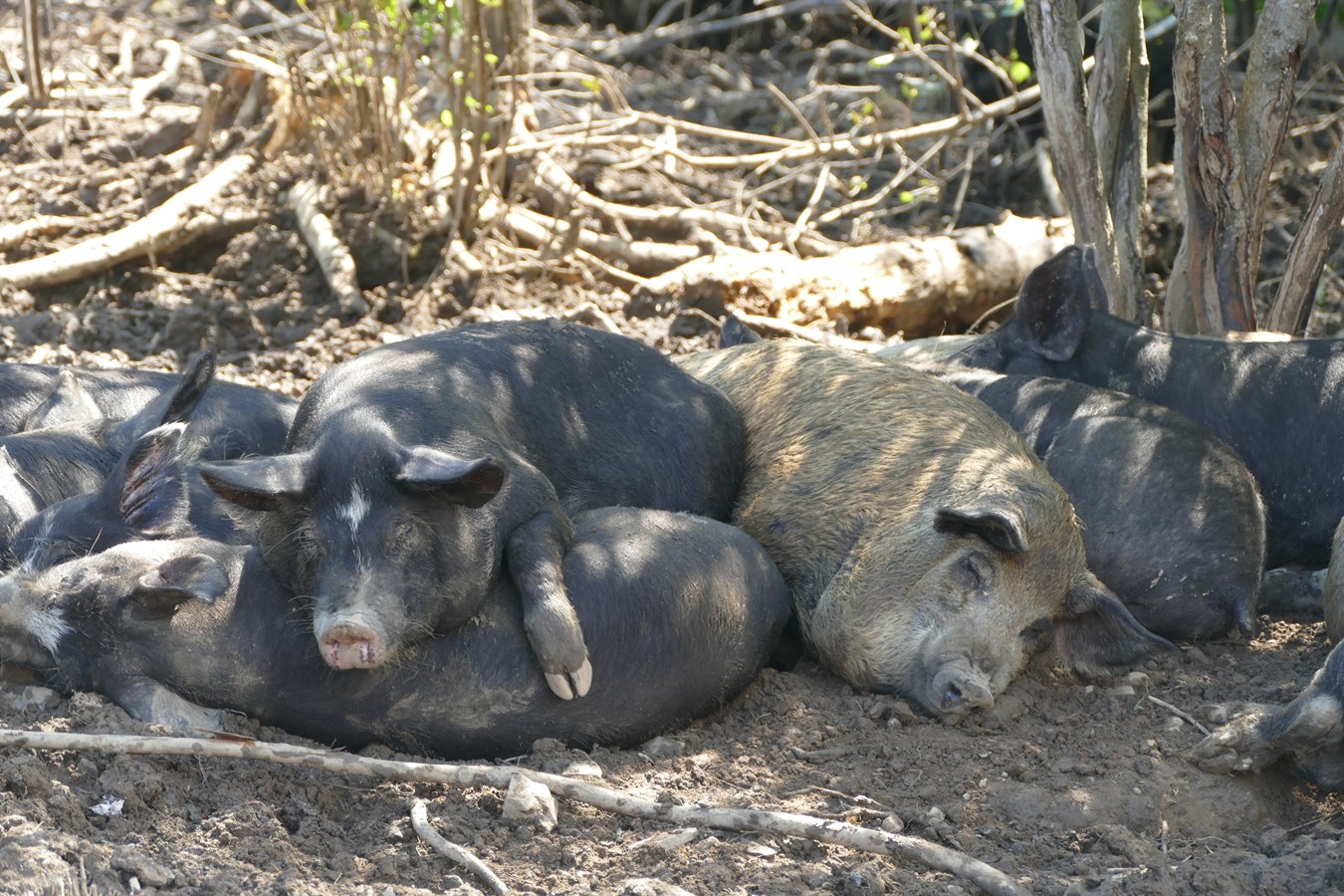 « Viande d'Autrefois » : vers un élevage porcin écoresponsable en Beauce