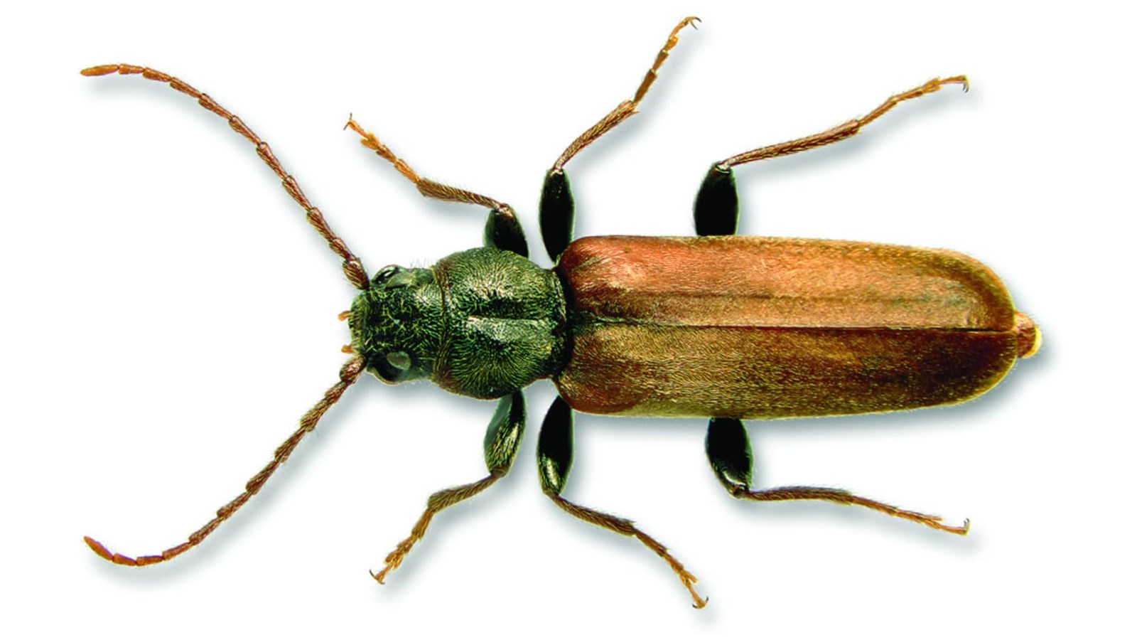 La récente capture de spécimens du longicorne brun de l’épinette, dans la MRC de Beauce-Sartigan, représente la première détection confirmée de cet insecte au Québec.