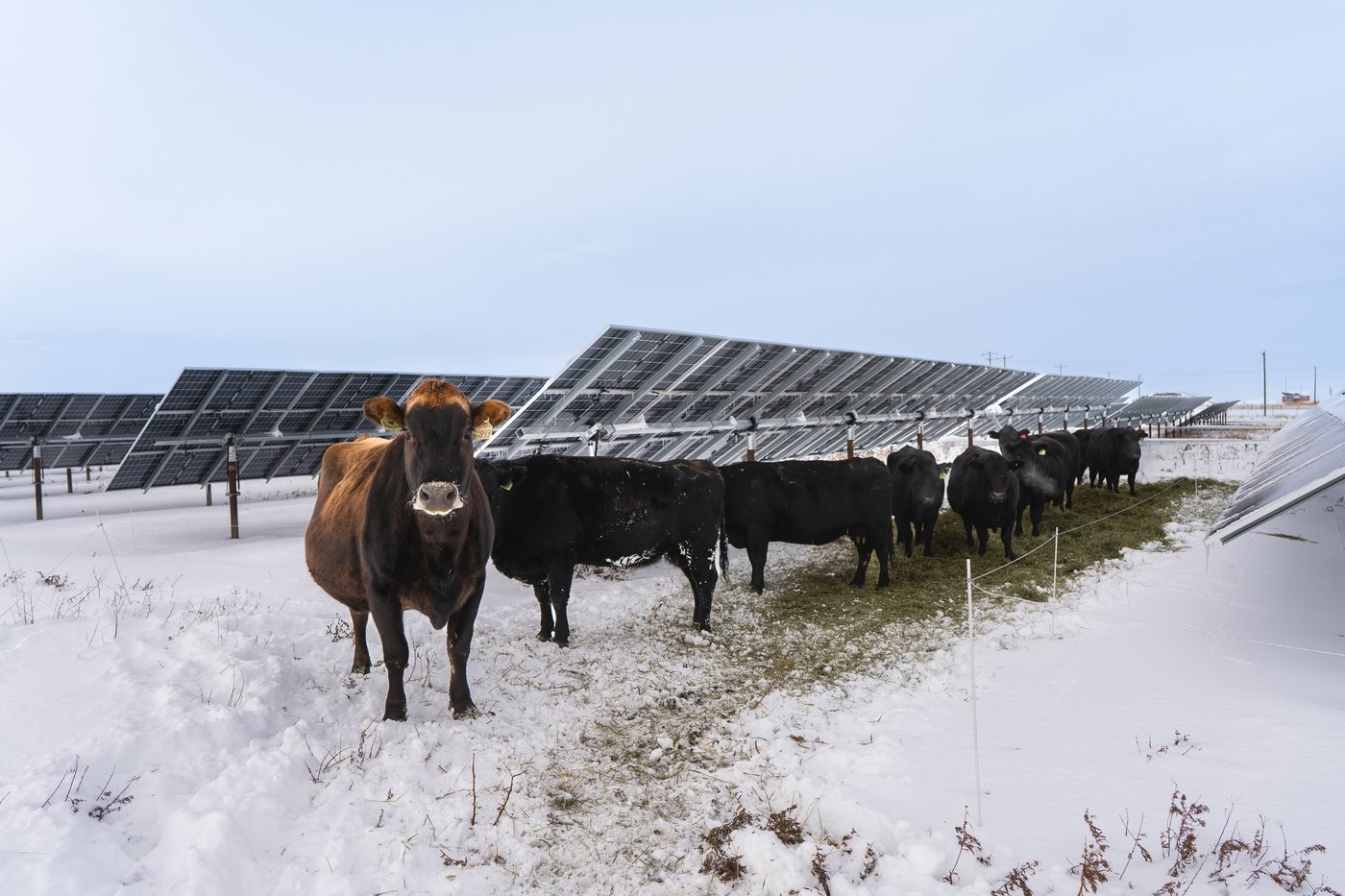 Comment l'agrivoltaïque associe production alimentaire et énergie verte