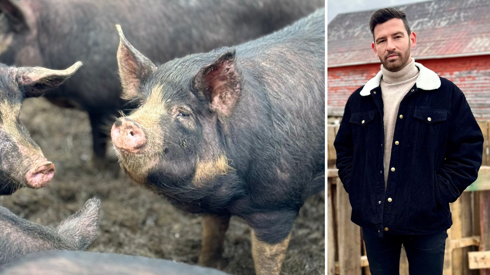Les porcs Berkshire (photo de gauche) comptent parmi les deux races de niche élevées chez Les Viandes d'autrefois, une entreprise porcine de Saint-Frédéric dont on aperçoit le directeur du développement, François Grenier-Gagné.