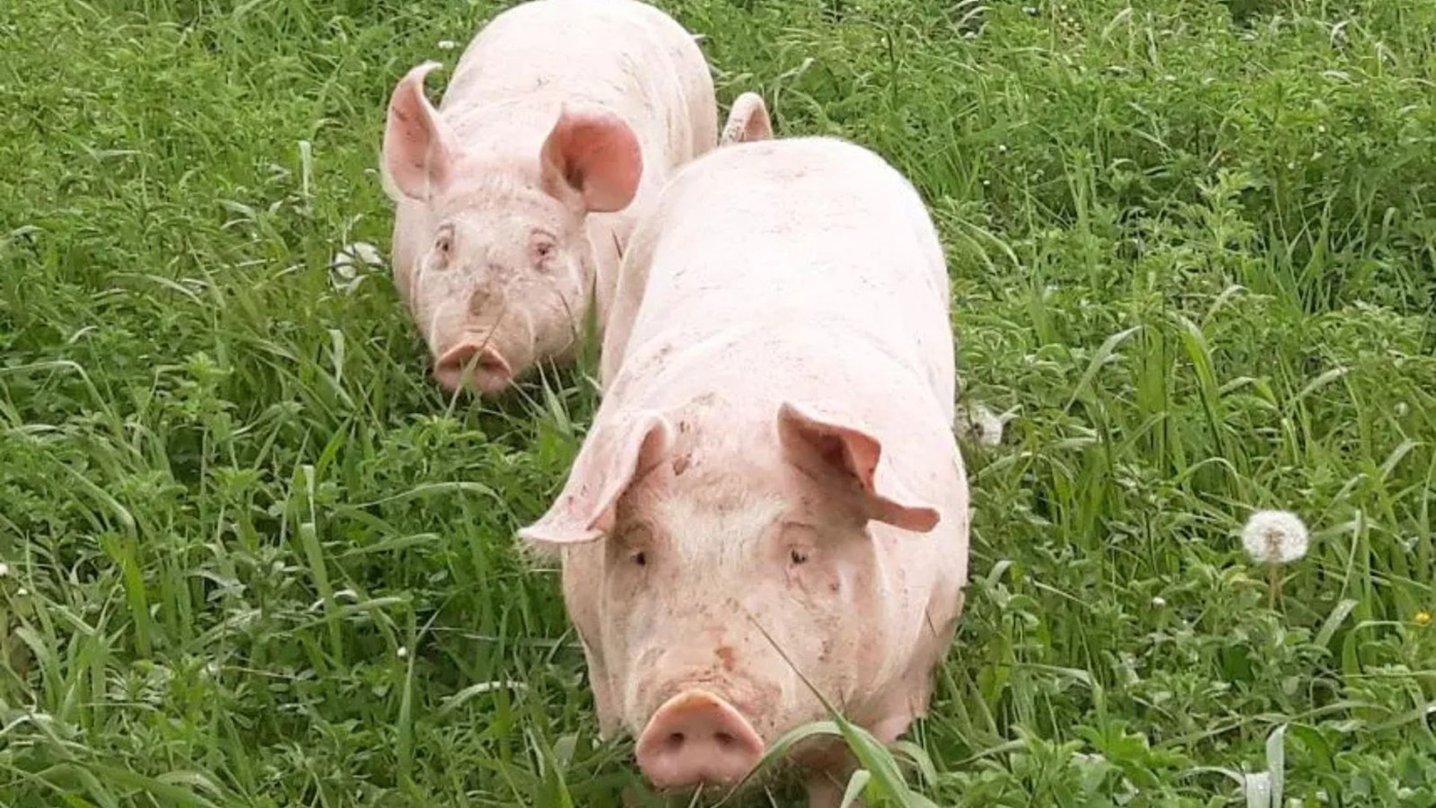 Plan de retrait des producteurs de porc: «un non-sens» dénonce duBreton