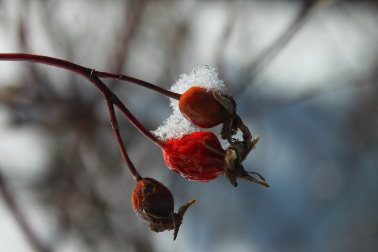 survivre au froid