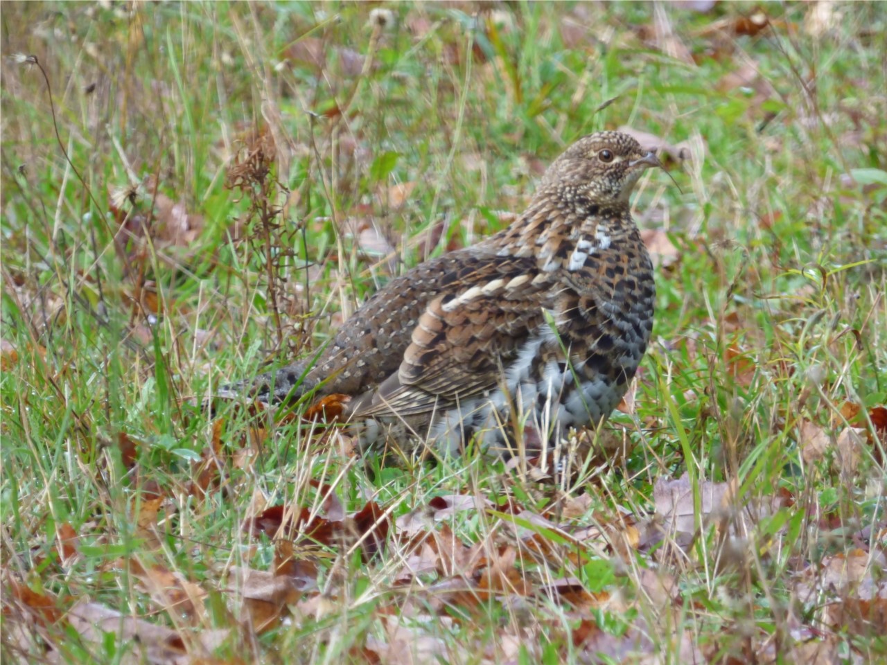 Camouflage