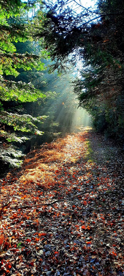 Forêr