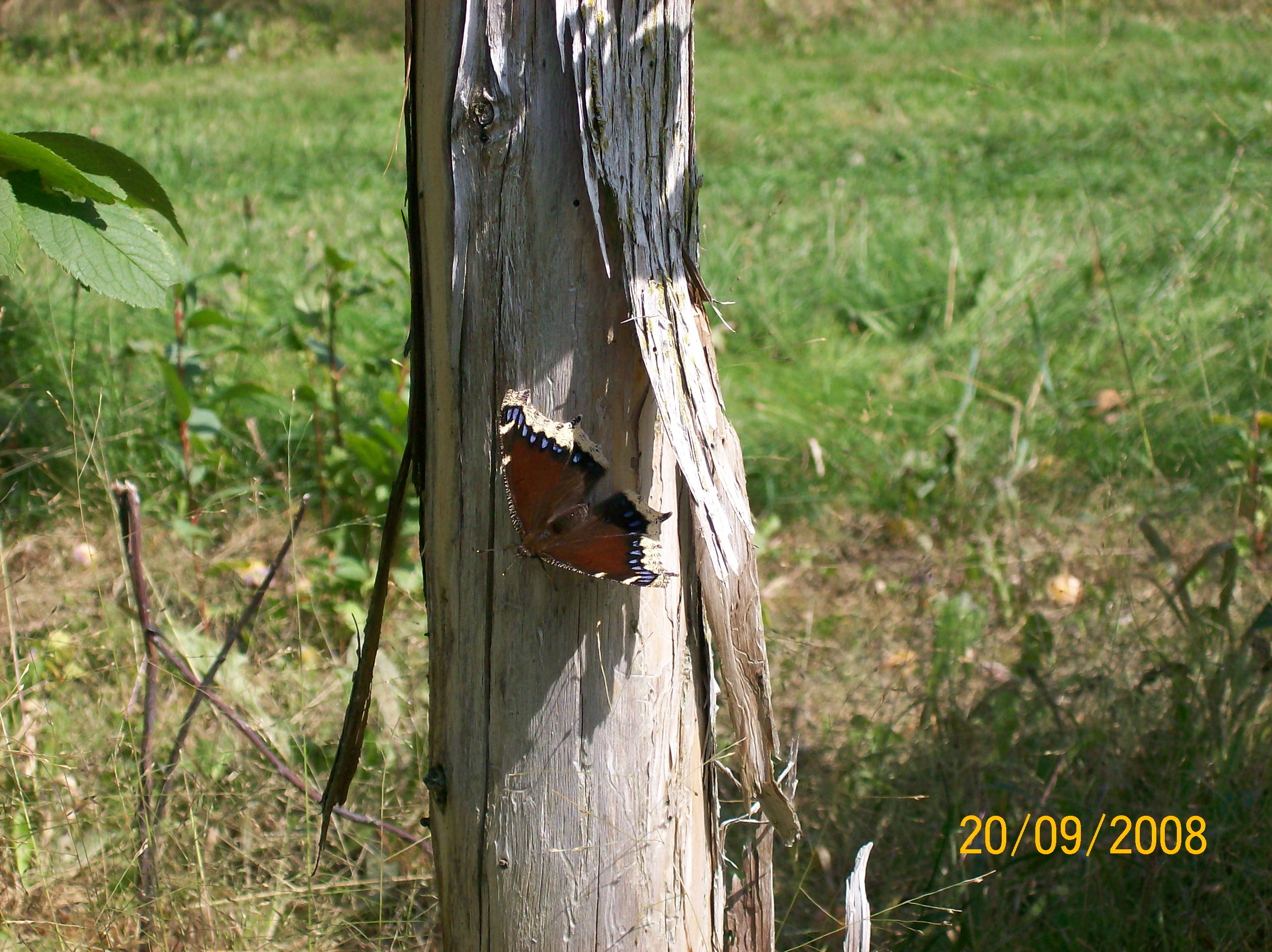 Papillon