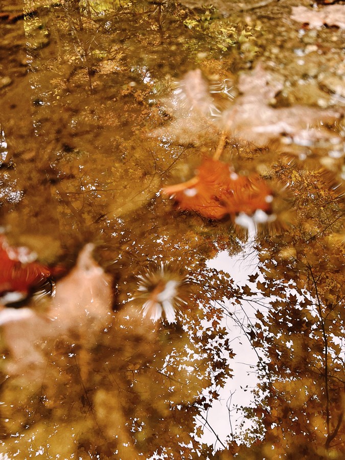 Autumn reflection