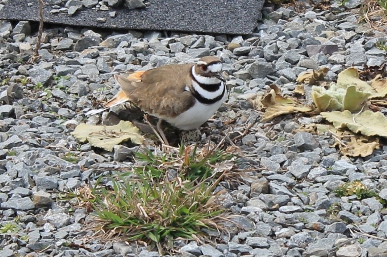 petit oiseau 