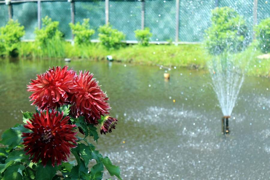 une douche matinal