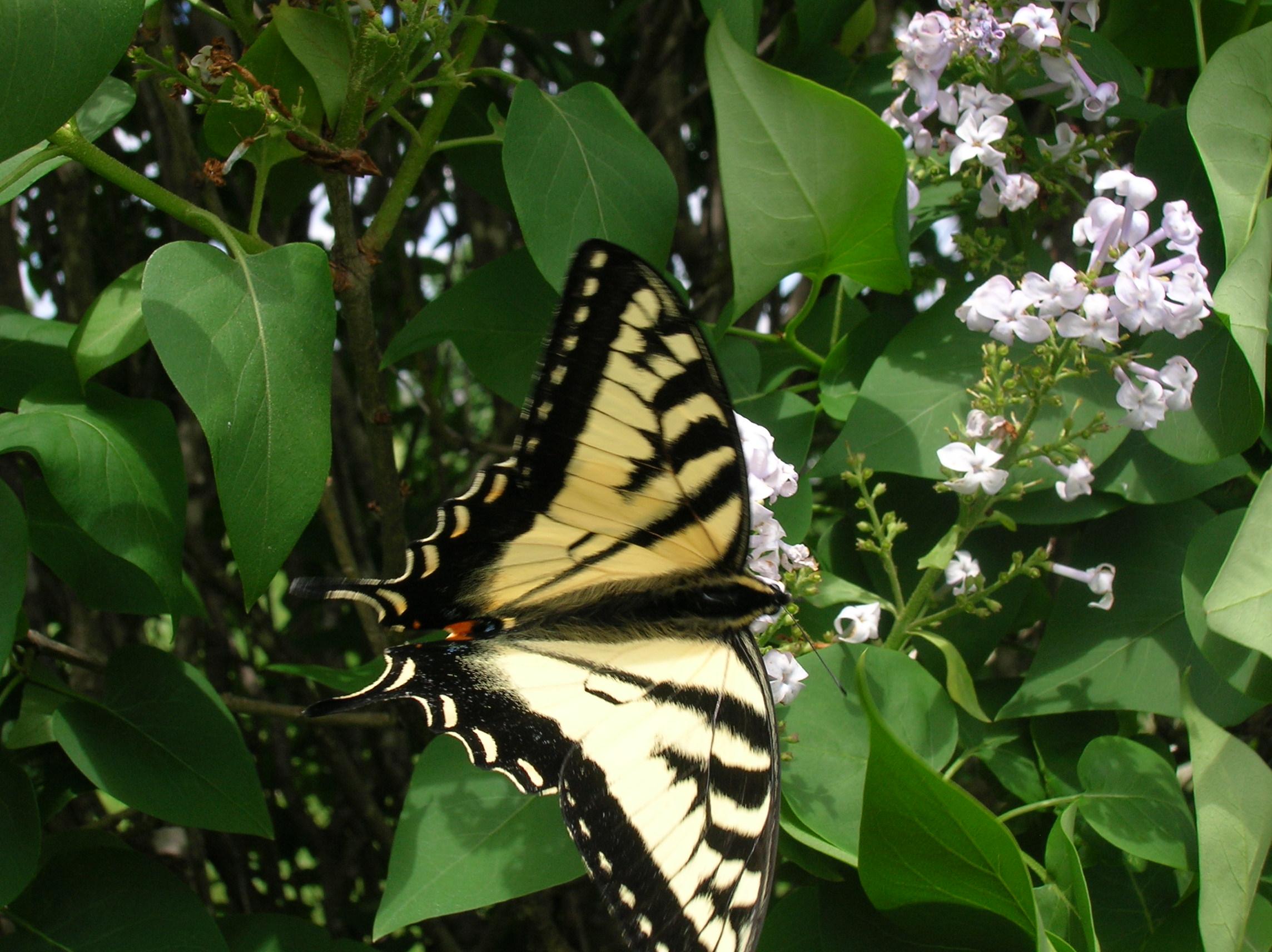 un jolie monarch