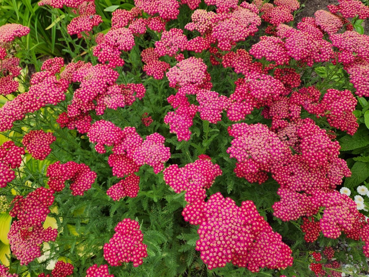 Velours