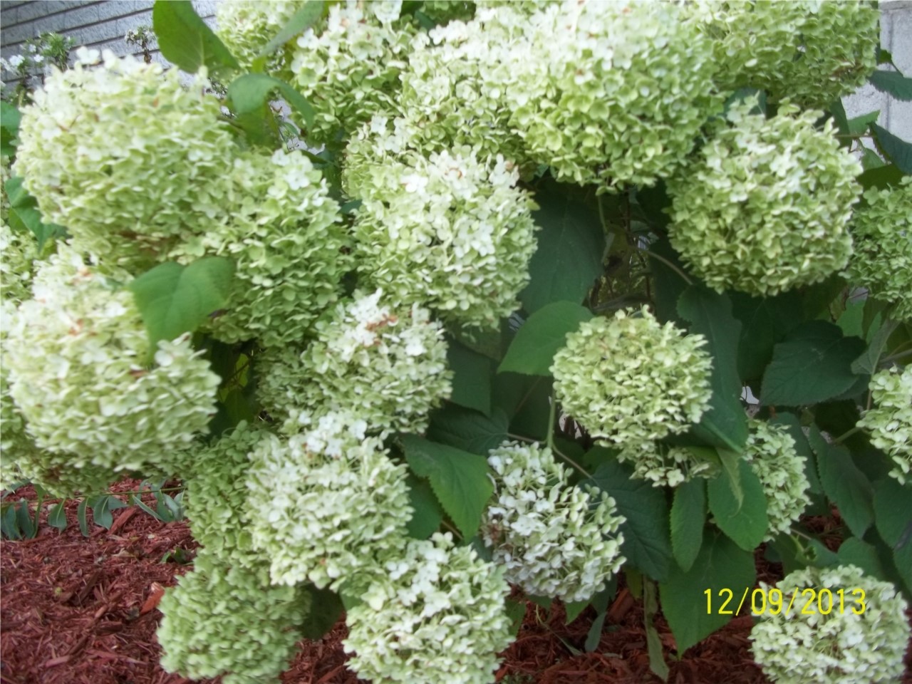 HYDRANGEA