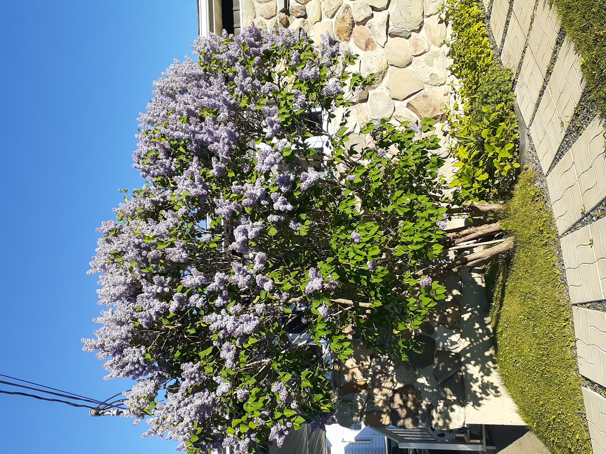 Photos Lilas