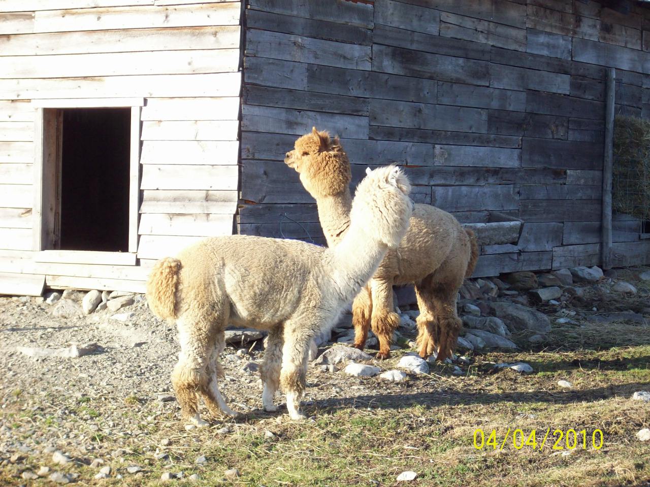 Lama
