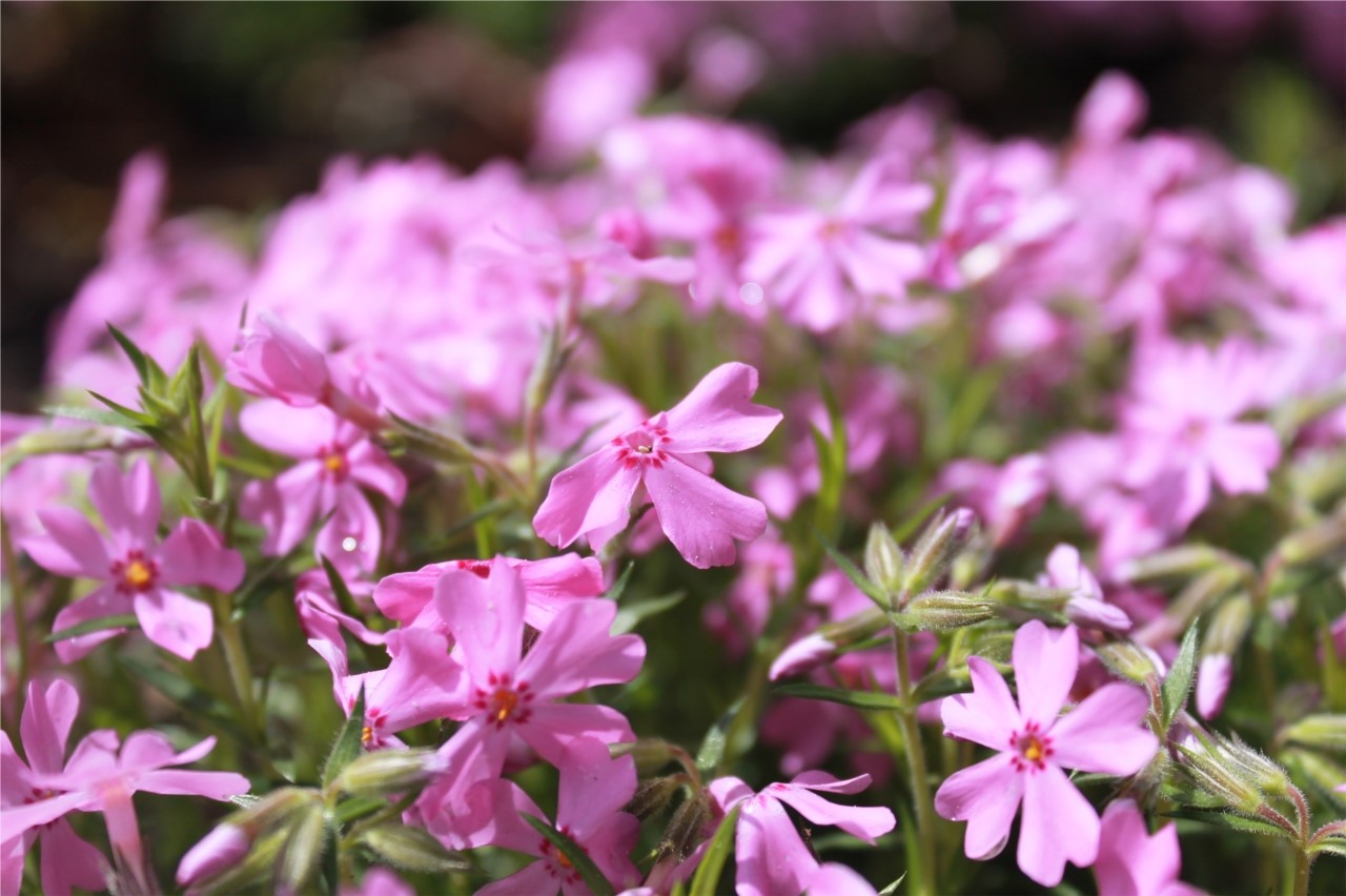 fleurs du printemps