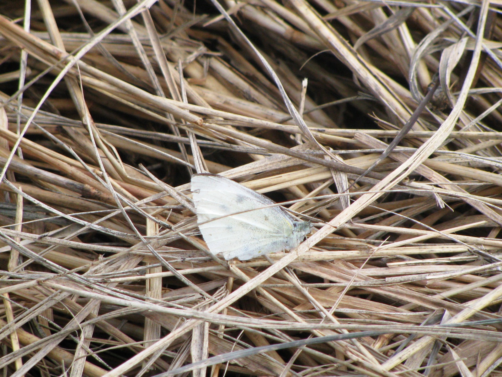 papillon
