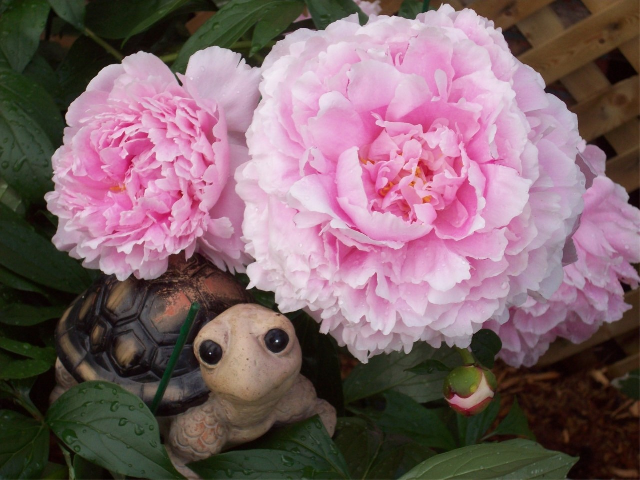 Clin d'oeil à la pivoine ;)