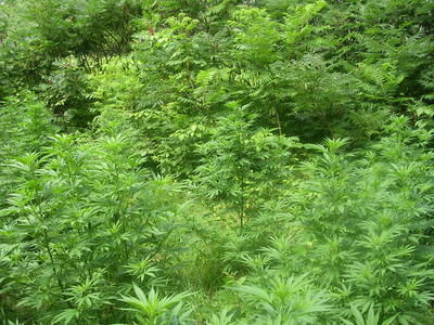 100 plants déterrés