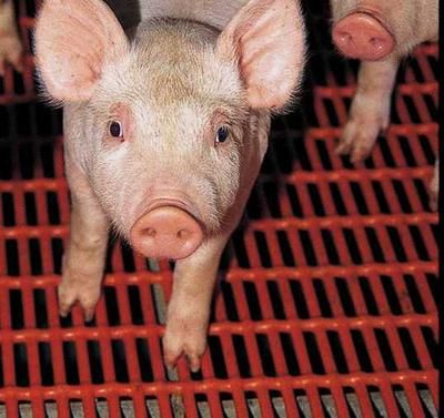 Des fermes porcines pourraient disparaître avant la fin de l'année