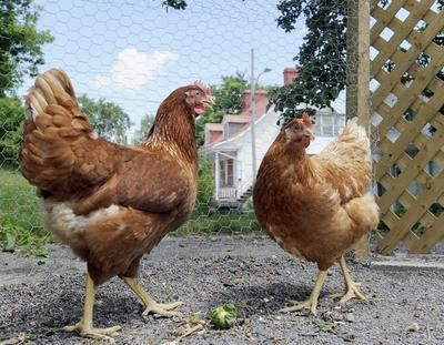 Un marché dominé par les plumes
