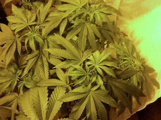 Saisie de cannabis à Saint-Ambroise