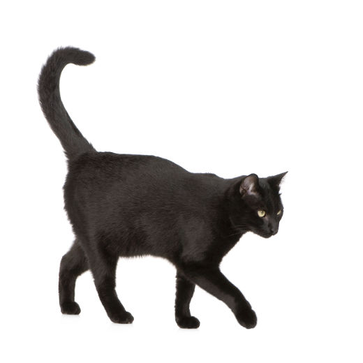 Les superstitions et les croyances liées aux chats