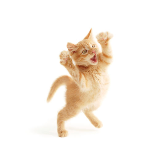 L'âge humain de votre chat