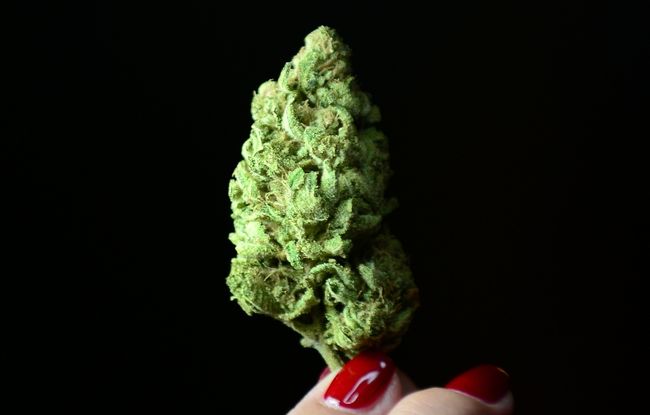 Cannabis inc.