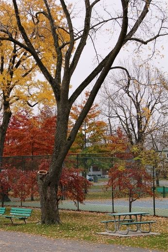 Parc Lajoie à Joliette : des arbres seront remplacés