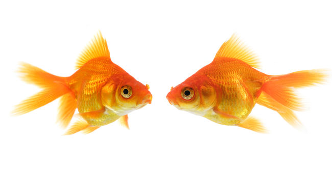 Le poisson rouge
